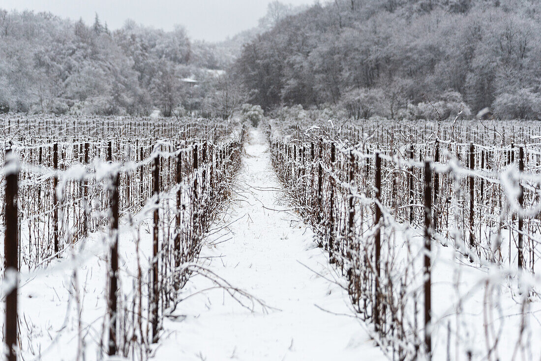 Winter Landscape in Franciacorta Country area, Brescia province, Lombardy, Italy, Europe