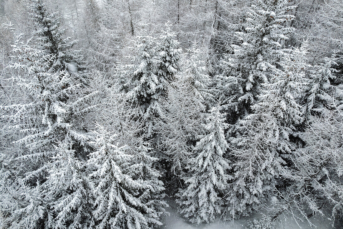 Winter snow in Italian Alps, with Mountain of Ponte di Legno in Brescia province, Lombardy, Italy, Europe