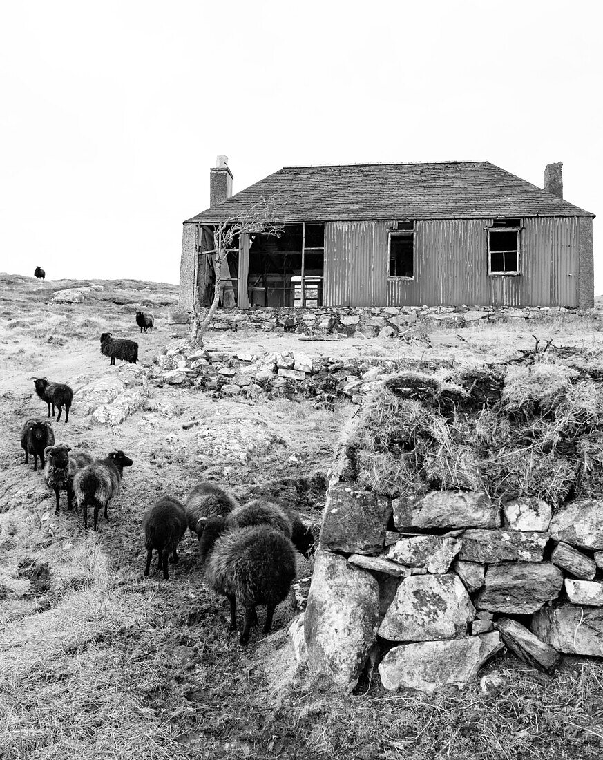 Eine Herde schwarzer Schafe und ein verfallenes Gebäude auf der Isle of Scalpay, Äußere Hebriden, Schottland, Vereinigtes Königreich, Europa