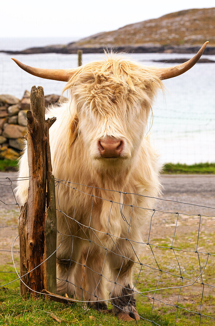 Hochlandrinder in Huisinish (Hushinish), Isle of Harris, Äußere Hebriden, Schottland, Vereinigtes Königreich, Europa