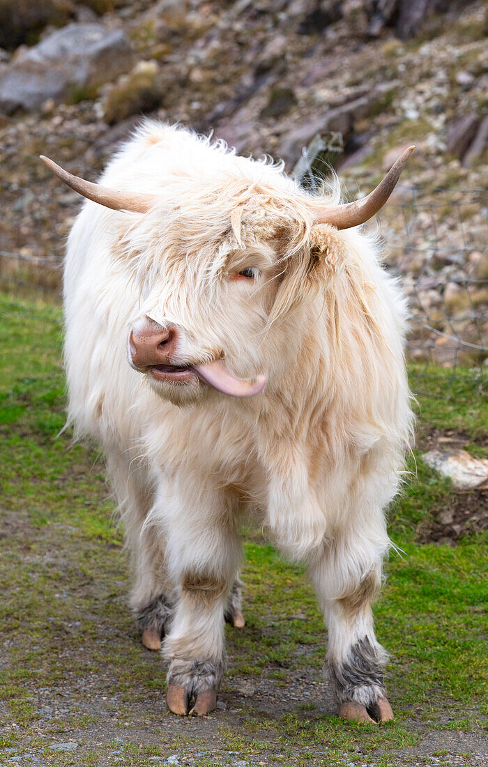 Hochlandrinder in Huisinish (Hushinish), Isle of Harris, Äußere Hebriden, Schottland, Vereinigtes Königreich, Europa