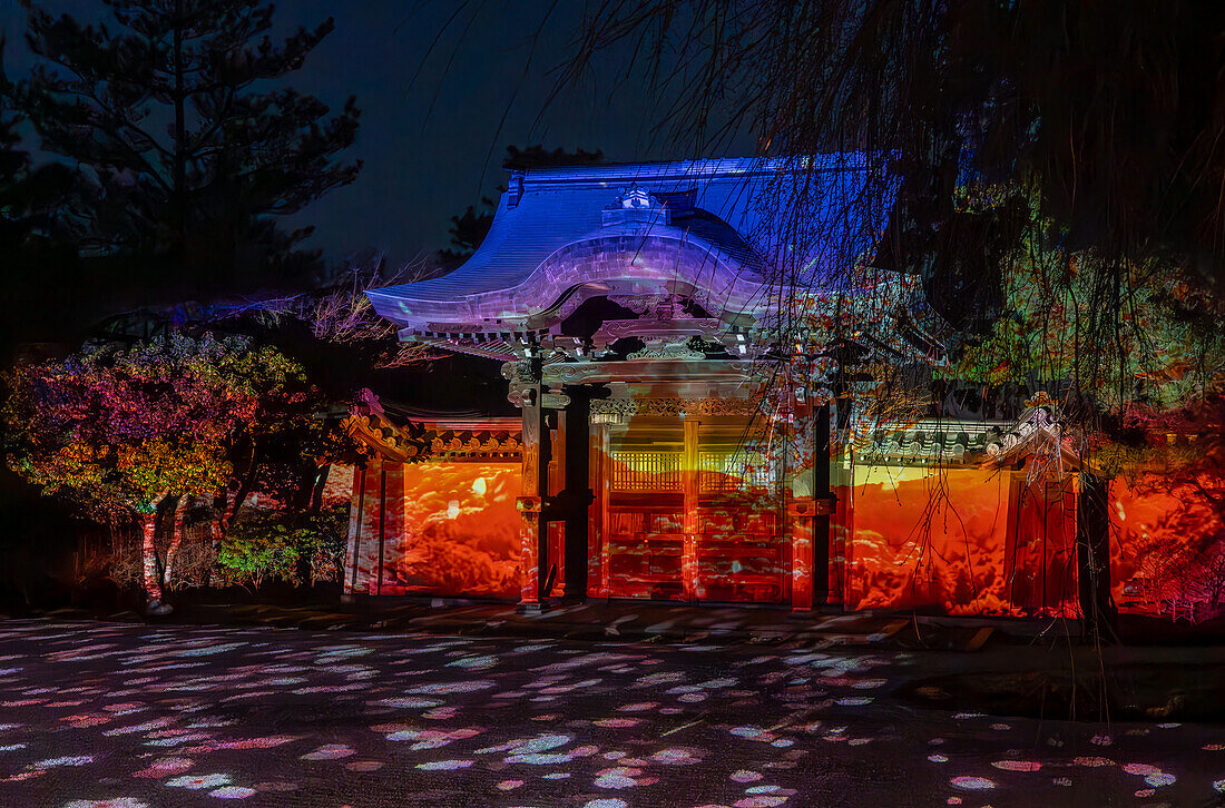 Nächtliche Beleuchtung von Tempeln zur Zeit der Kirschblüte (Sakura) und während der Feste in Kyoto, Honshu, Japan, Asien