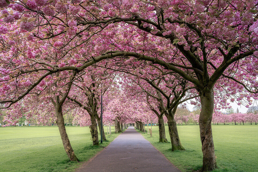 Cherry Blossom at the Meadows in Edinburgh, Scotland, United Kingdom, Europe