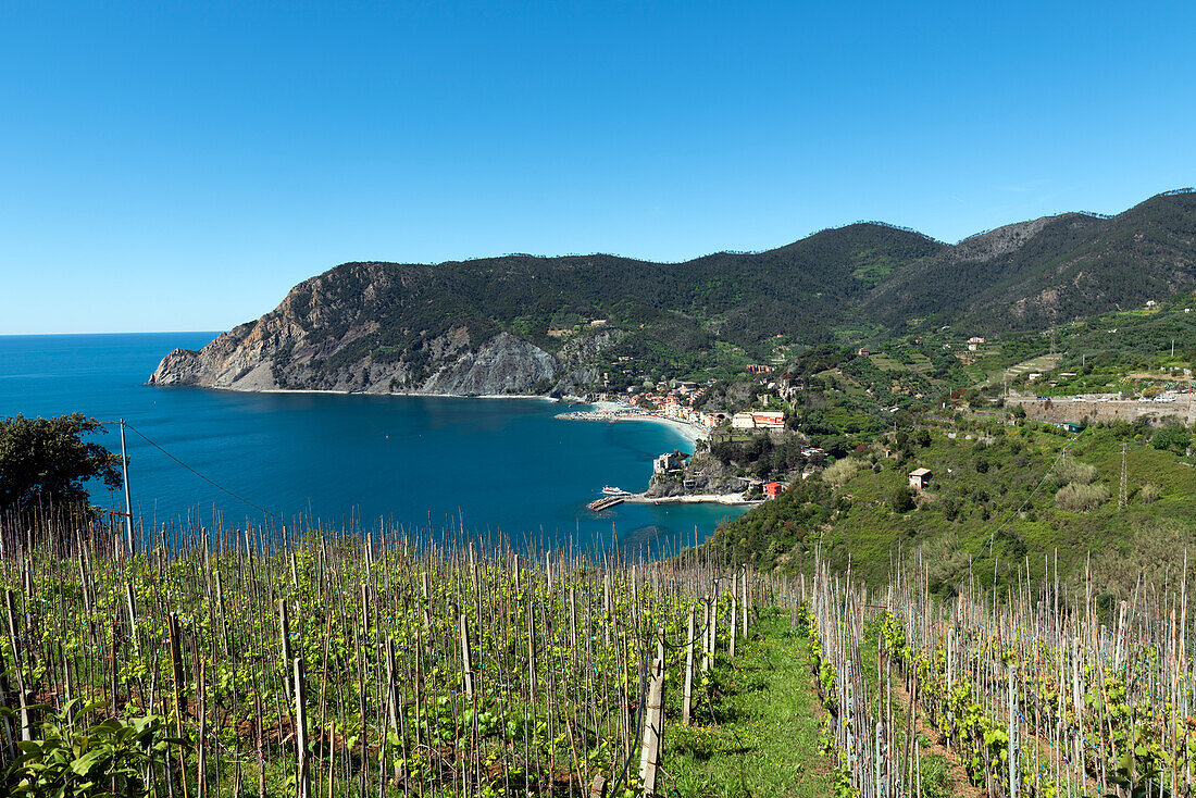 Weinberge säumen den Weg der Cinque Terre oberhalb des Küstenstädtchens Monterosso al Mare, Cinque Terre, UNESCO-Weltkulturerbe, Ligurien, Italien, Europa