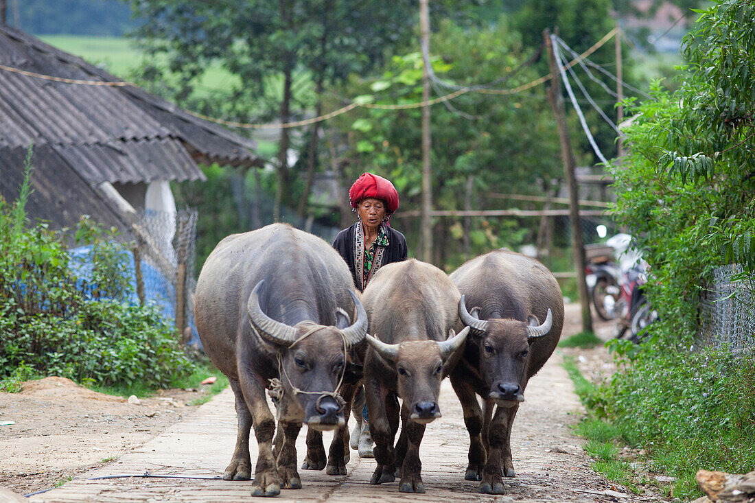 Nicht identifizierte Angehörige der ethnischen Hmong-Minderheit auf Reisterrassen in der ländlichen Gegend von Sa Pa, nahe der Grenze zu China, Sapa, Provinz Lao Cai, Vietnam, Indochina, Südostasien, Asien