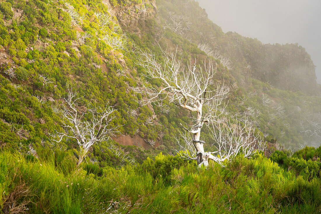 Dry bare trees along trail to Pico Ruivo, Santana, Madeira, Portugal, Atlantic, Europe