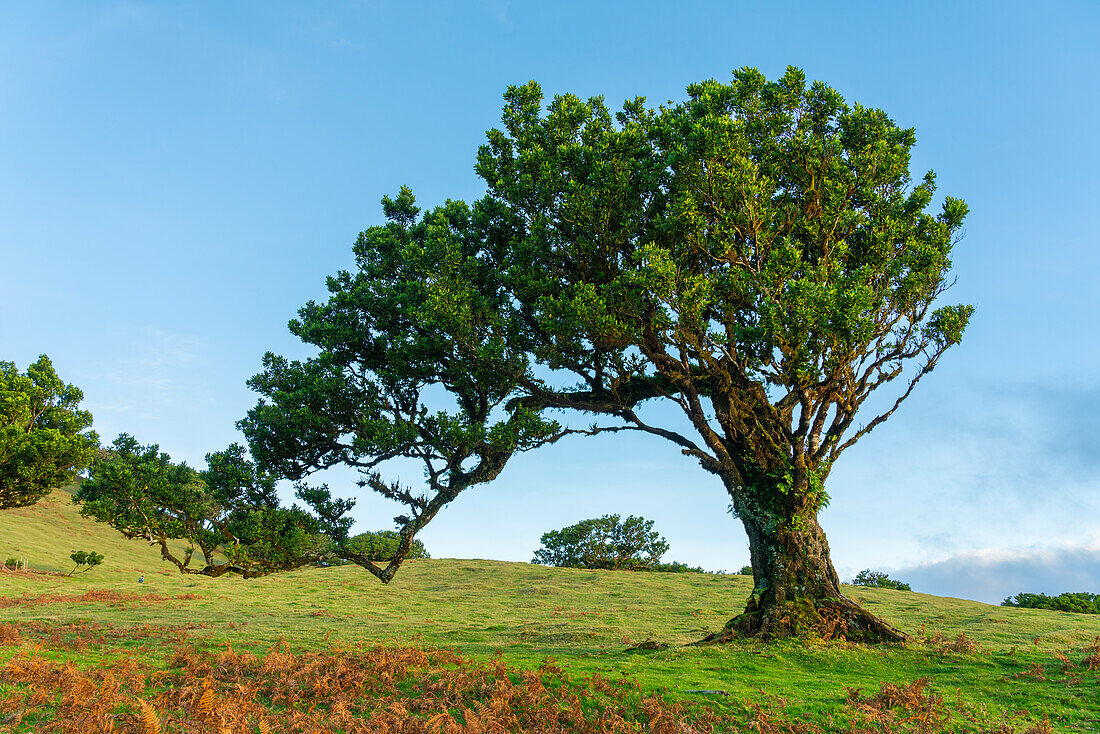 Lorbeerbaum, UNESCO-Welterbestätte, Sao Vicente, Madeira, Portugal, Atlantik, Europa