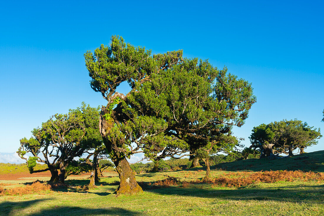 Laurel tree forest, UNESCO World Heritage Site, Sao Vicente, Madeira, Portugal, Atlantic, Europe