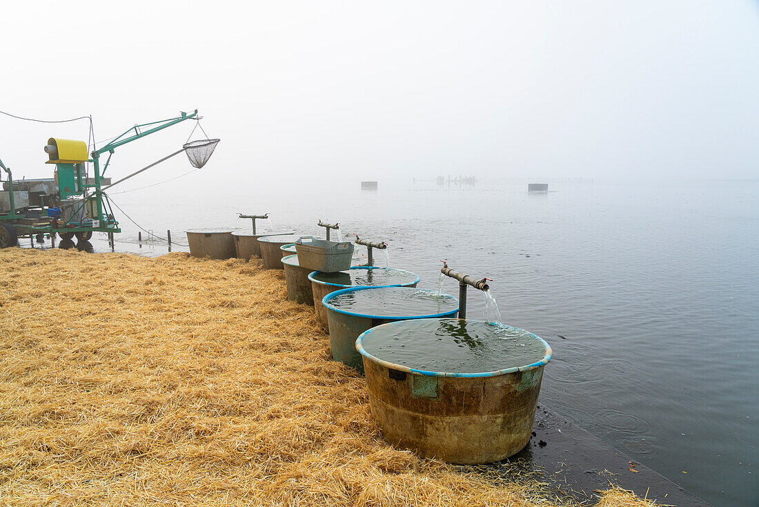 Fischtanks bereit für die Fischernte am Rozmberk-Teich, UNESCO-Biosphäre, Trebon, Bezirk Jindrichuv Hradec, Südböhmische Region, Tschechische Republik (Tschechien), Europa