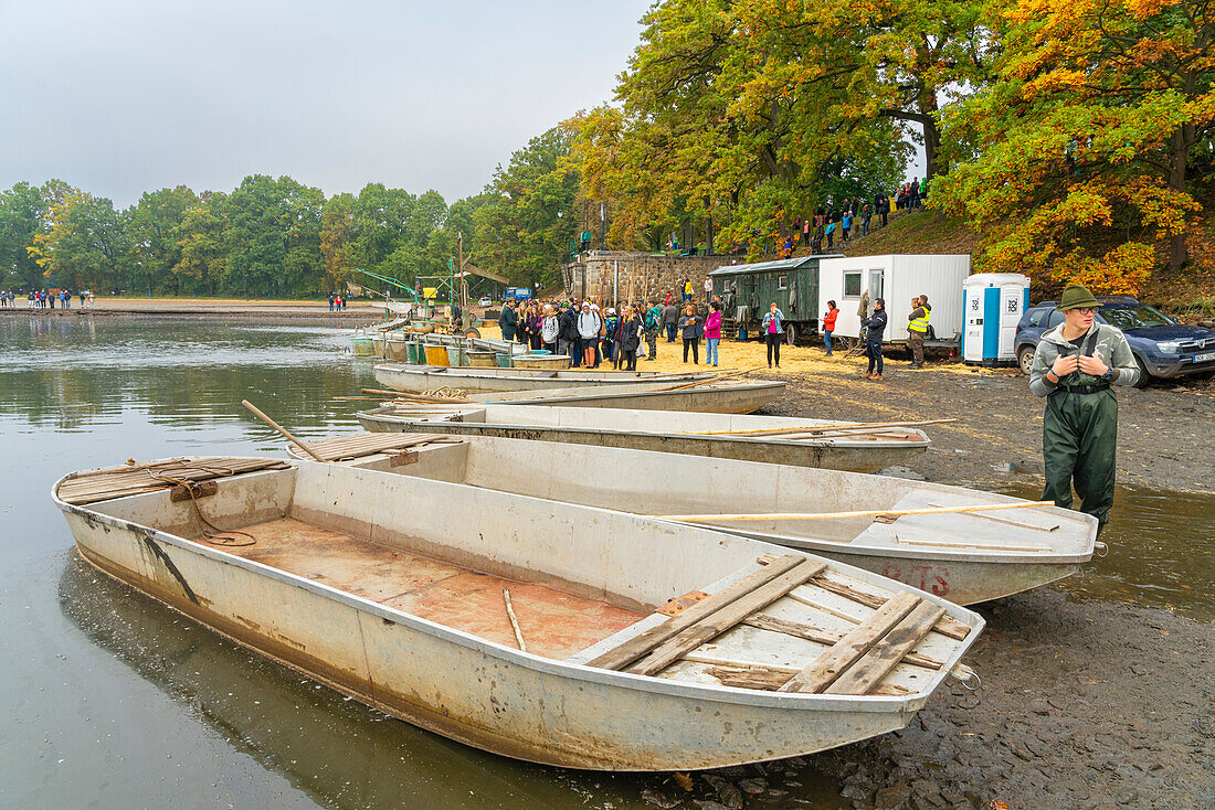 Rowing boats on shore of Rozmberk Pond during fish harvest with event visitors in background, Rozmberk Pond, UNESCO Biosphere, Trebon, Jindrichuv Hradec District, South Bohemian Region, Czech Republic (Czechia), Europe