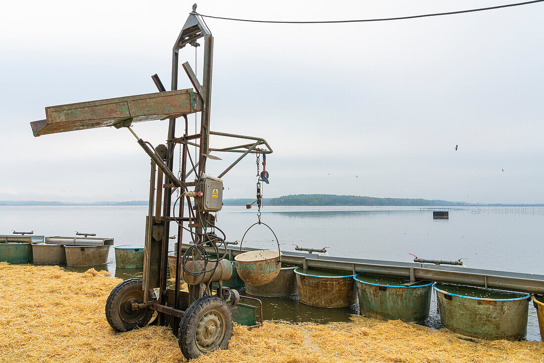 Fish tanks and other equipment ready for fish harvest on Rozmberk Pond, UNESCO Biosphere, Trebon, Jindrichuv Hradec District, South Bohemian Region, Czech Republic (Czechia), Europe