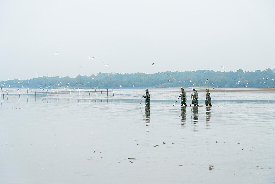 Four fishermen with poles wading through mud during preparation for fish harvest, Rozmberk Pond, UNESCO Biosphere, Trebon, Jindrichuv Hradec District, South Bohemian Region, Czech Republic (Czechia), Europe