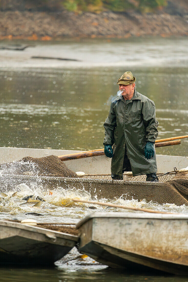 Fischer beim Rauchen im Boot während der Fischernte, Rozmberk-Teich, UNESCO-Biosphäre, Trebon, Bezirk Jindrichuv Hradec, Südböhmische Region, Tschechische Republik (Tschechien), Europa