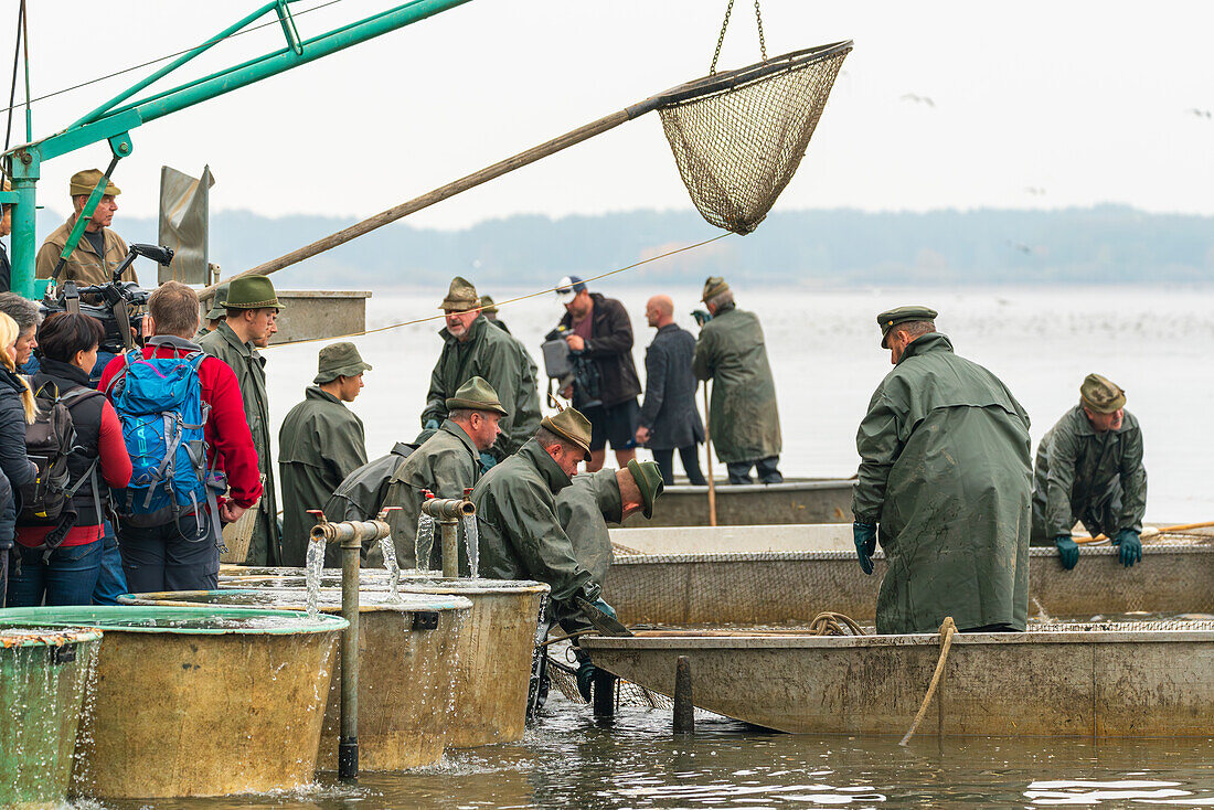 Fischer im Boot bei der Fischernte mit Veranstaltungsbesuchern, die sie beobachten, Rozmberk-Teich, UNESCO-Biosphäre, Trebon, Bezirk Jindrichuv Hradec, Südböhmische Region, Tschechische Republik (Tschechien), Europa