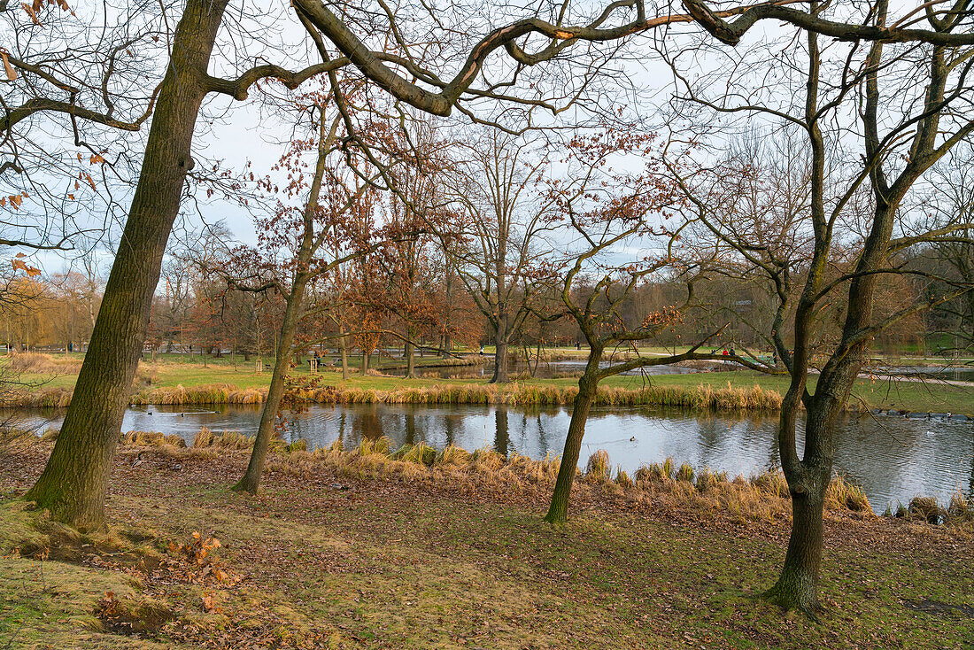 Pond and trees in Stromovka Park in winter, Bubenec, Prague, Czech Republic (Czechia), Europe