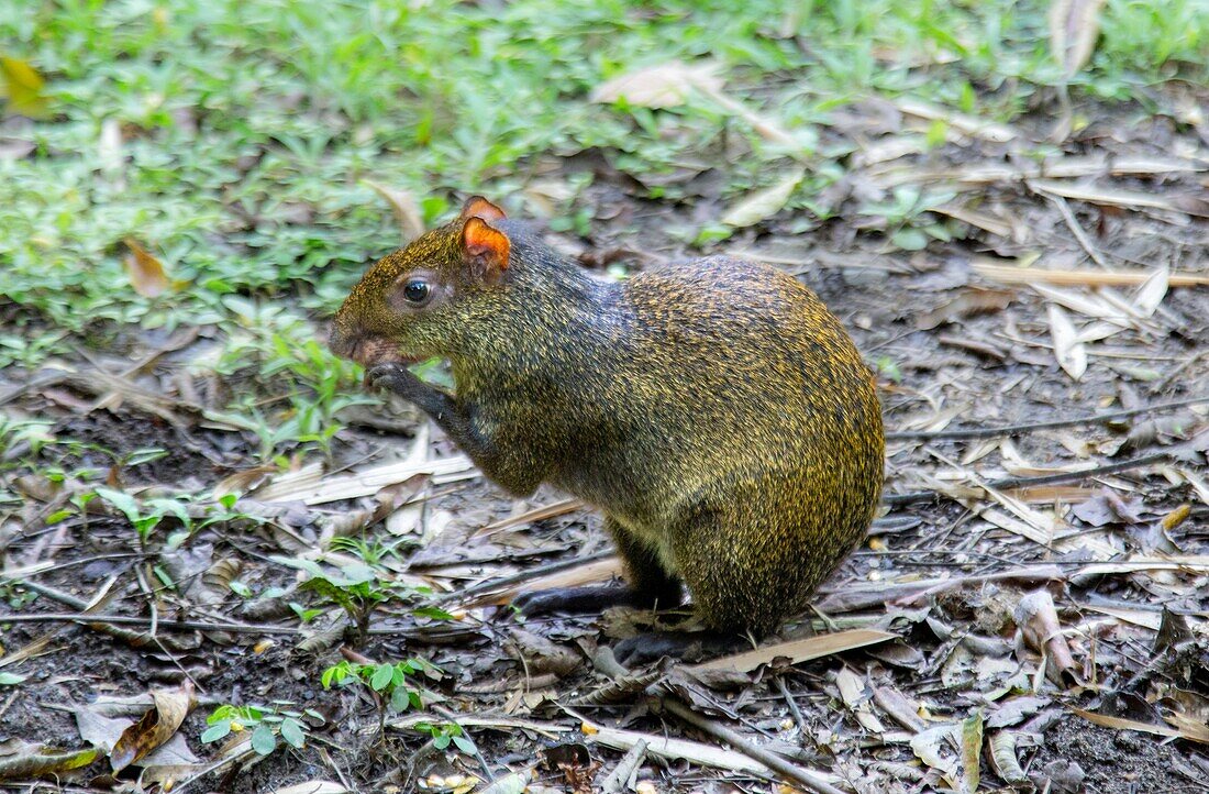 Ein Agouti, ein mit Meerschweinchen verwandtes Nagetier, das in Mittel- und Südamerika verbreitet ist, Ecuador, Südamerika