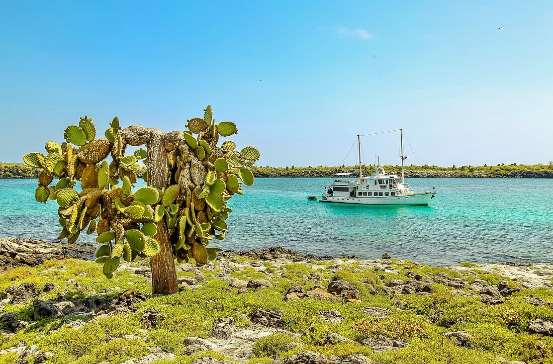 Opuntia (Prickly Pear) cacti on South Plaza island, Galapagos, UNESCO World Heritage Site, Ecuador, South America