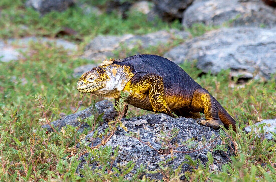 Galapagos Land Iguana (Conolophus subcristatus), can grow to five feet long and live for 60 years, South Plaza island, Galapagos, UNESCO World Heritage Site, Ecuador, South America