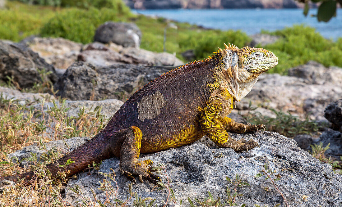 Galapagos Land Iguana (Conolophus subcristatus), large lizard can can grow to five feet long and live for 60 years, South Plaza island, Galapagos, UNESCO World Heritage Site, Ecuador, South America