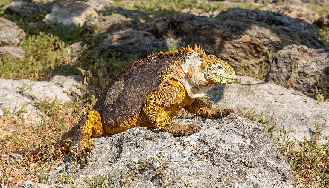 Galapagos Land Iguana (Conolophus subcristatus), large lizard can can grow to five feet long and live for 60 years, South Plaza island, Galapagos, UNESCO World Heritage Site, Ecuador, South America