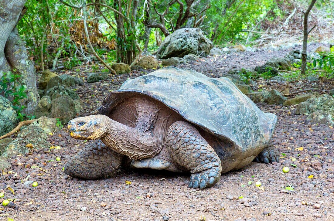 Galapagos-Riesenschildkröte (Chelonoidis chathamensis), kann über 100 Jahre alt werden, Insel San Cristobal, Galapagos, UNESCO-Weltnaturerbe, Ecuador, Südamerika