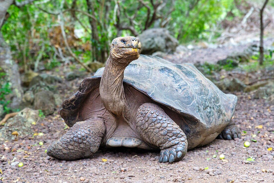 Galapagos-Riesenschildkröte (Chelonoidis chathamensis), kann über 100 Jahre alt werden, Insel San Cristobal, Galapagos, UNESCO-Weltnaturerbe, Ecuador, Südamerika