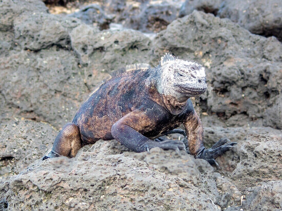 Galapagos Marine Iguana (Amblyrhynchus cristatus) Santa Cruz island, Galapagos, UNESCO World Heritage Site, Ecuador, South America