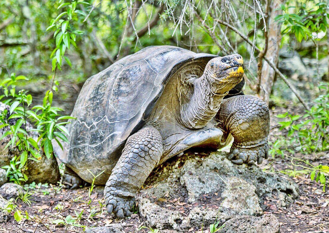 Galapagos Giant Tortoise (Chelonoidis chathamensis), can live for over 100 years, on San Cristobal island, Galapagos, UNESCO World Heritage Site, Ecuador, South America