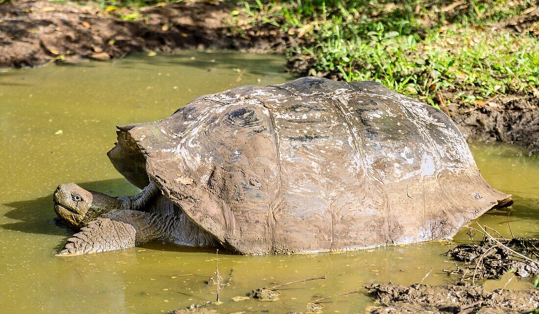 Galapagos Giant Tortoise (Chelonoidis chathamensis), can live for over 100 years, on San Cristobal island, Galapagos, UNESCO World Heritage Site, Ecuador, South America