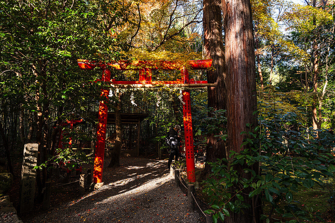 Red torii gate of beautiful Shinto shrine, Nonomiya Shrine, located in autumal forest in Arashiyama, Kyoto, Hoshu, Japan, Asia