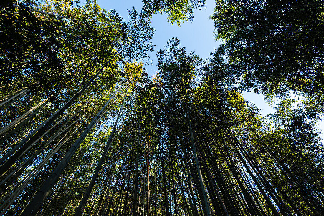 Bambuswald von Arashiyama, Kyoto, Honshu, Japan, Asien