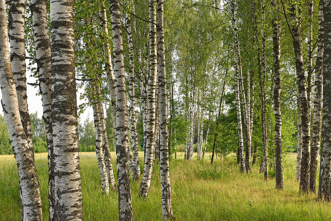 Birch wood on the homestead of Miskiniskes rural accommodations, Aukstaitija National Park, Lithuania, Europe