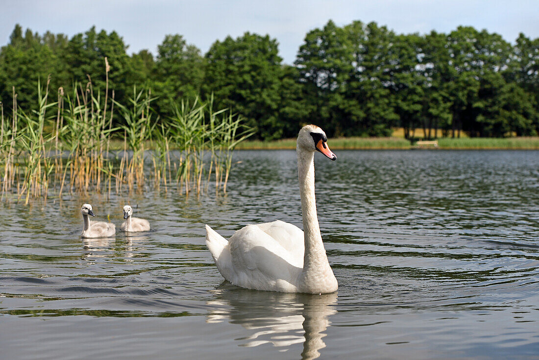 Schwäne auf dem Strovinatis-See bei Ginuciai, Aukstaitija-Nationalpark, Litauen, Europa