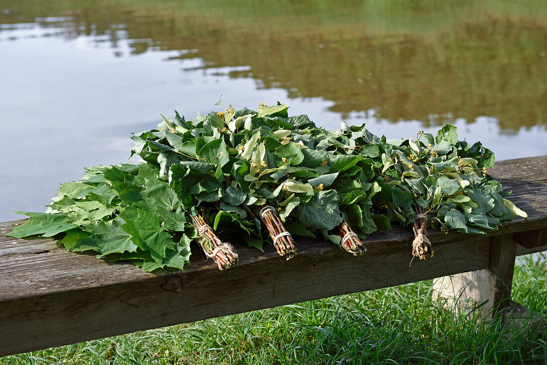 Linden, and other, branches used to flog during the traditional sauna seance on the edge of Lusiai Lake at Paluse, Aukstaitija National Park, Lithuania, Europe