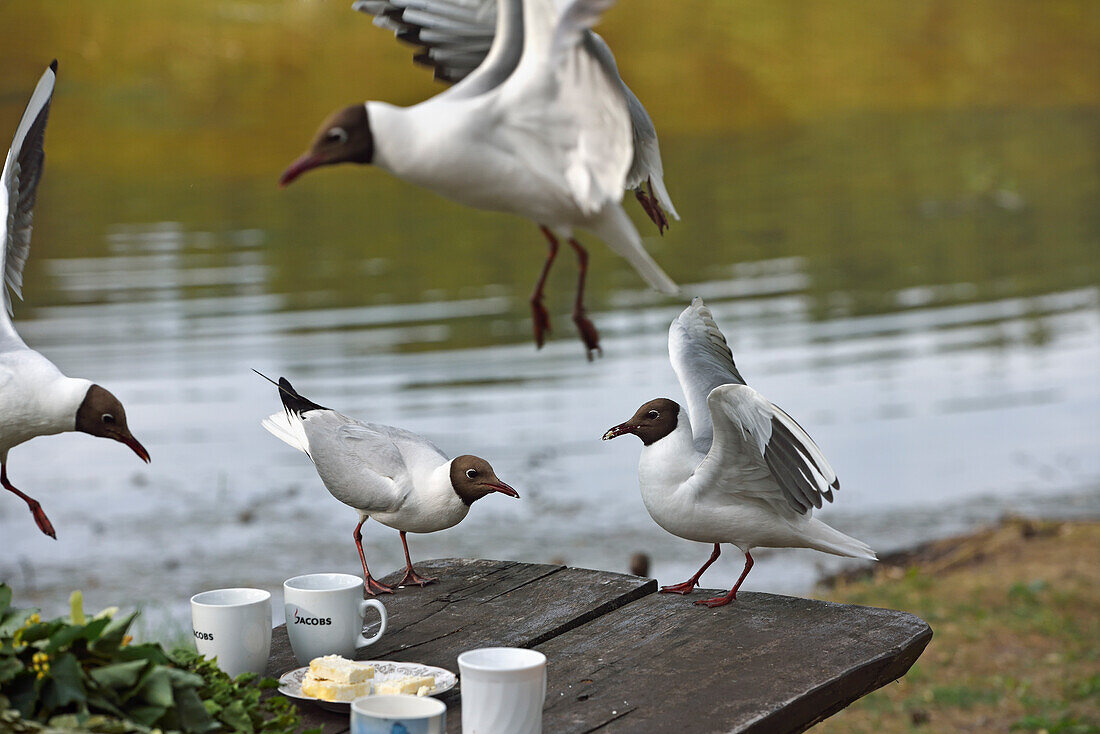 Black-headed gull (Chroicocephalus ridibundus) on the edge of Lusiai Lake at Paluse, Aukstaitija National Park, Lithuania, Europe