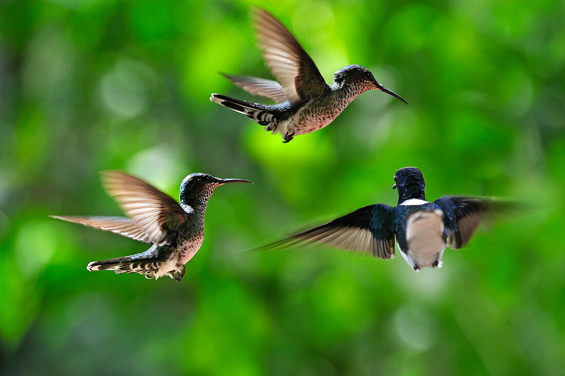 Florisuga mellivora (White-necked Jacobin) hovering, Soberania National Park, Republic of Panama, Central America