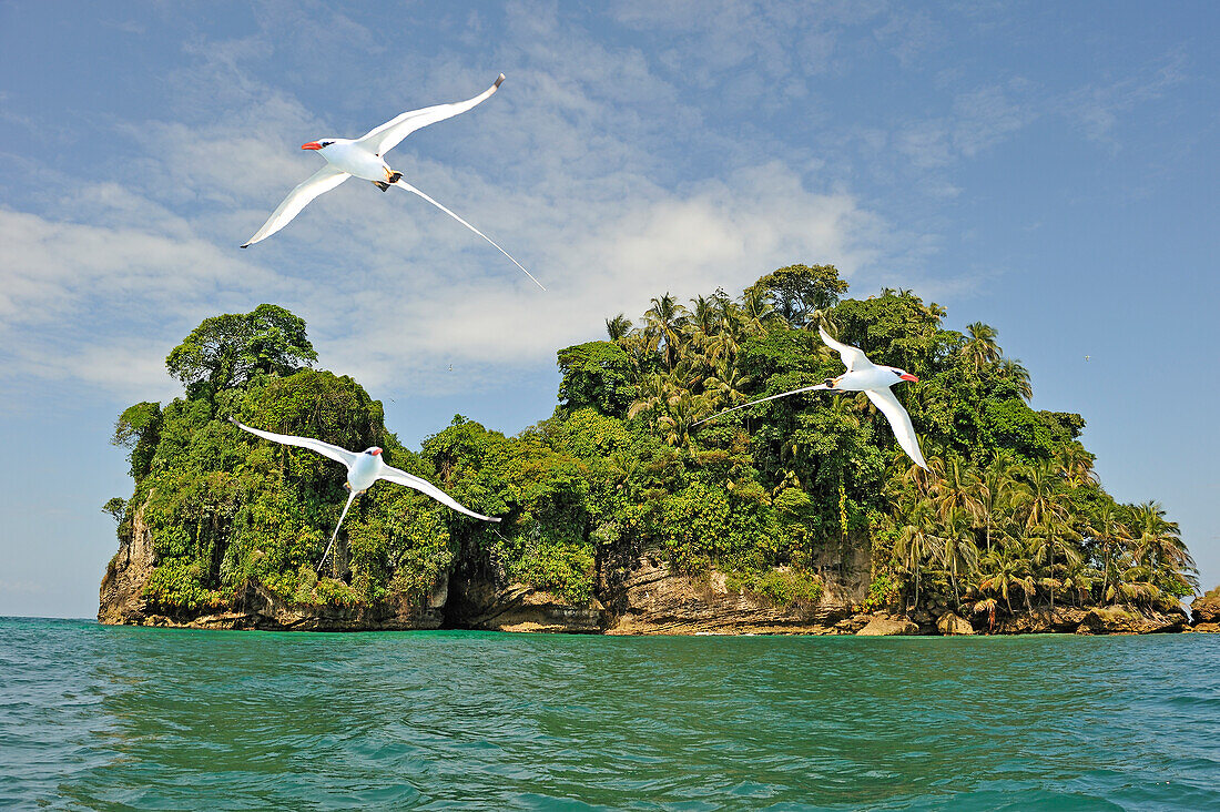 Seabirds Tropicbirds, Pajaros Islet (Swan's Cay off the coast of Boca del Drago on Colon Island, Bocas del Toro Archipelago, Republic of Panama, Central America