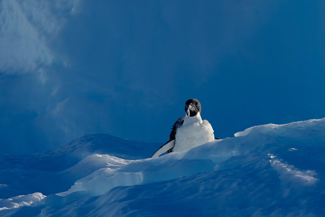 Adelie penguin losing down feathers on ice, Antarctica, Polar Regions