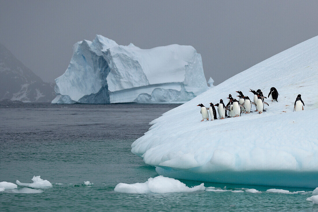 Eselspinguine auf Eisberg, Antarktis, Polargebiete