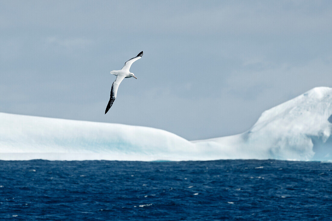 Schneealbatros fliegt über Eisberge, Antarktis, Polargebiete