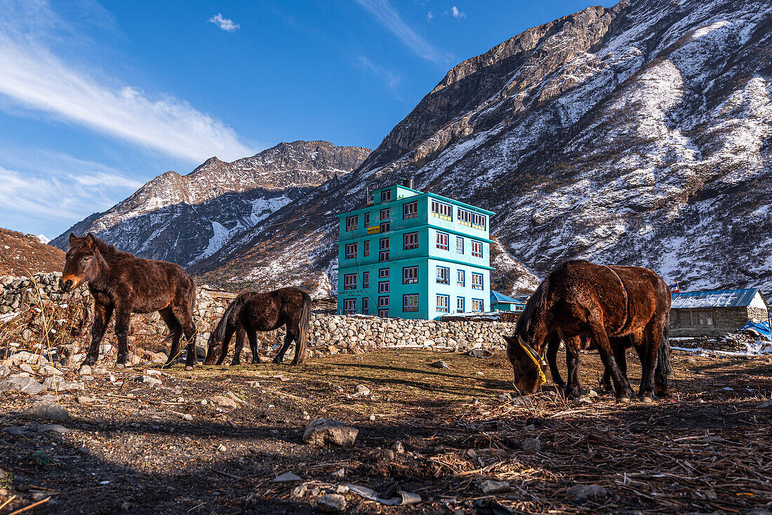 Packpferde vor einer türkisfarbenen Berghütte mit dem Dorf Lang Tang im Hintergrund, Himalaya, Nepal, Asien