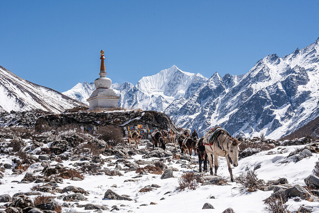 Stupa (Chorten), Kyanjin Gompa, Langtang-Tal-Wanderung, Himalaya, Nepal, Asien