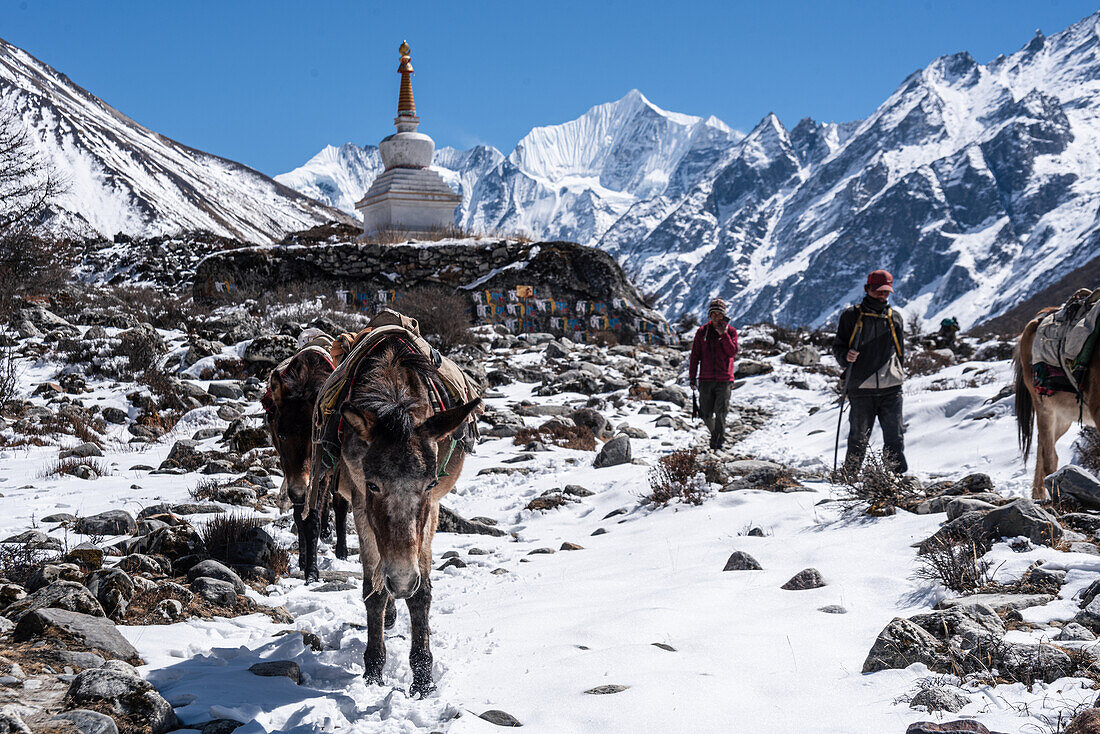 Maultierherde vor einer Stupa mit hochgelegenen Gipfeln, Gangchempo, Kyanjin Gompa, Langtang Valley trek, Himalaya, Nepal, Asien