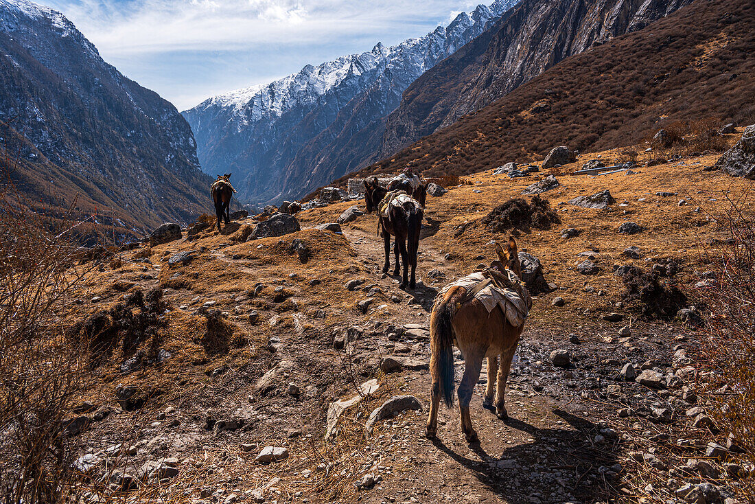 On the Trail with Pack Mules transporting gear in the Himalayas, Lang Tang Valley trek, Himalayas, Nepal, Asia