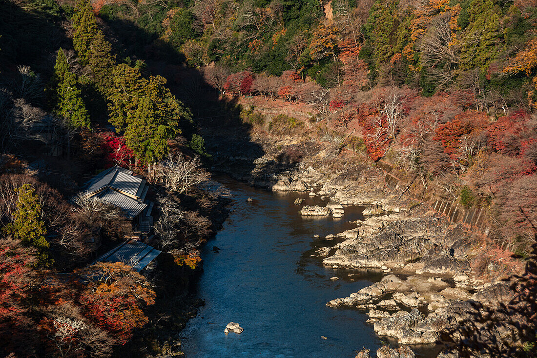 Herbstliche Wälder mit tiefblauem Katsura-Fluss im Arashiyama von Kyoto, Honshu, Japan, Asien