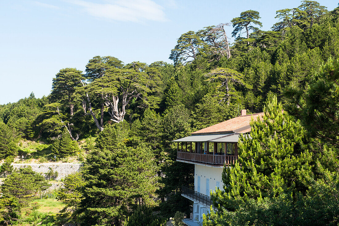 Dervishaliu bar restaurant, surrounded by black pines (Pinus negra), Llogara National Park, centered on the Ceraunian Mountains along the Albanian Riviera, Southwestern Albania, Europe