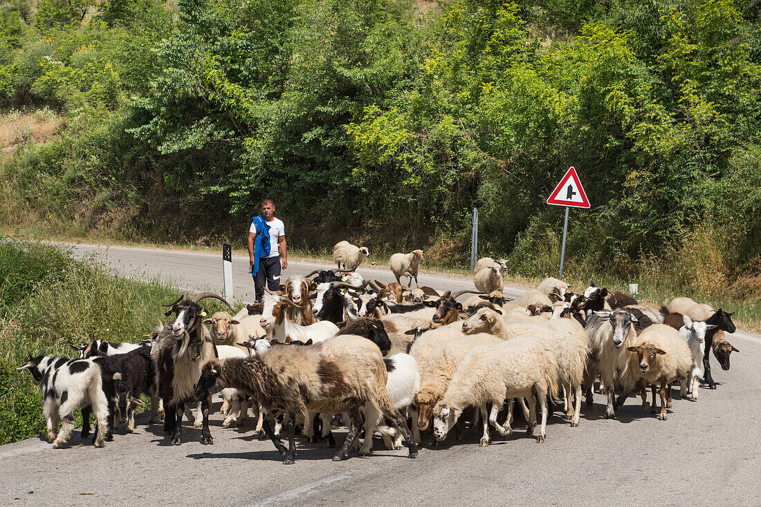 Shepherd and his herd of goats and sheep on the road near Permet, Gjirokaster District, Albania, Europe