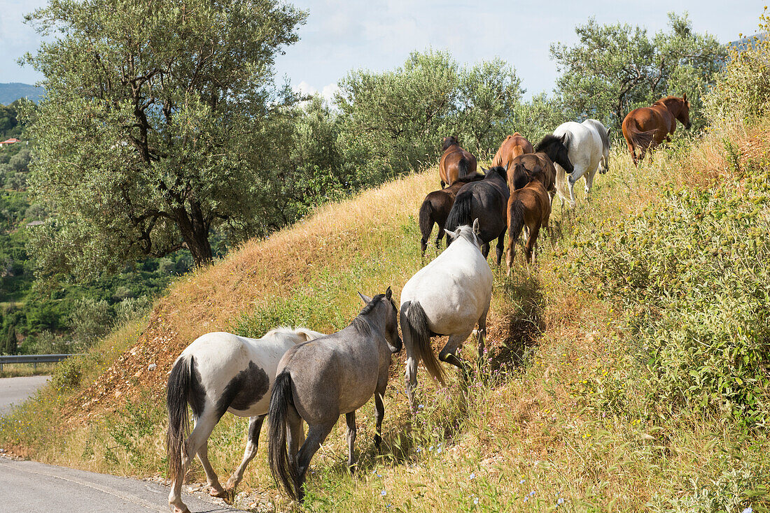 Horses with freedom to roam, mountain road from Saranda to Gjirokaster, Albania, Europe