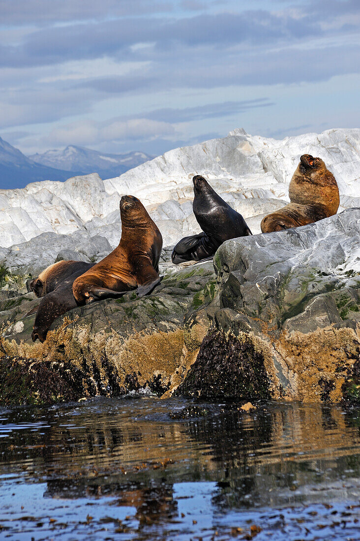 Seelöwen (Otaria flavescens) im Beagle-Kanal, Ushuaia, Tierra del Fuego, Patagonien, Argentinien, Südamerika