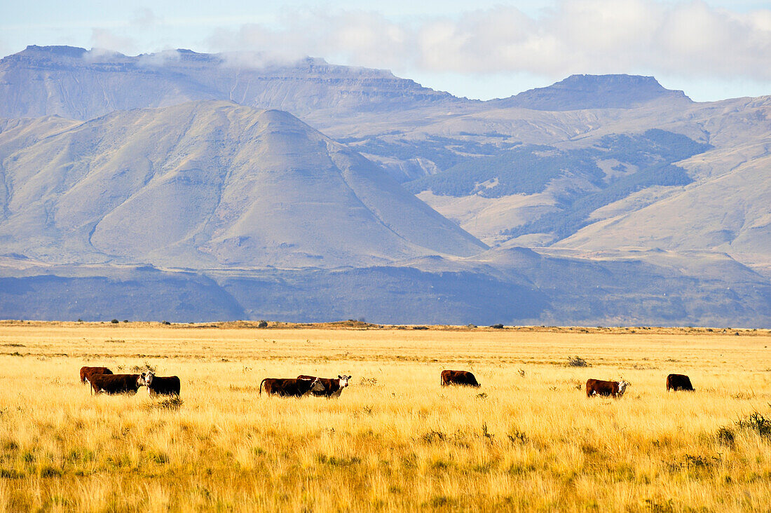 Rinder in der Pampa um El Calafate, Patagonien, Argentinien, Südamerika